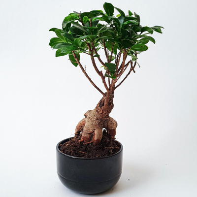 Bonsai